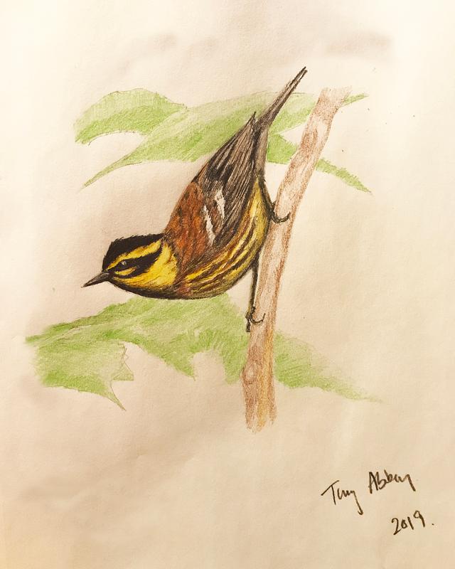 Townsend Warbler